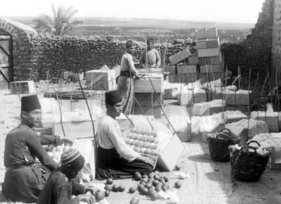 إعداد البرتقال للتصدير - عام 1945